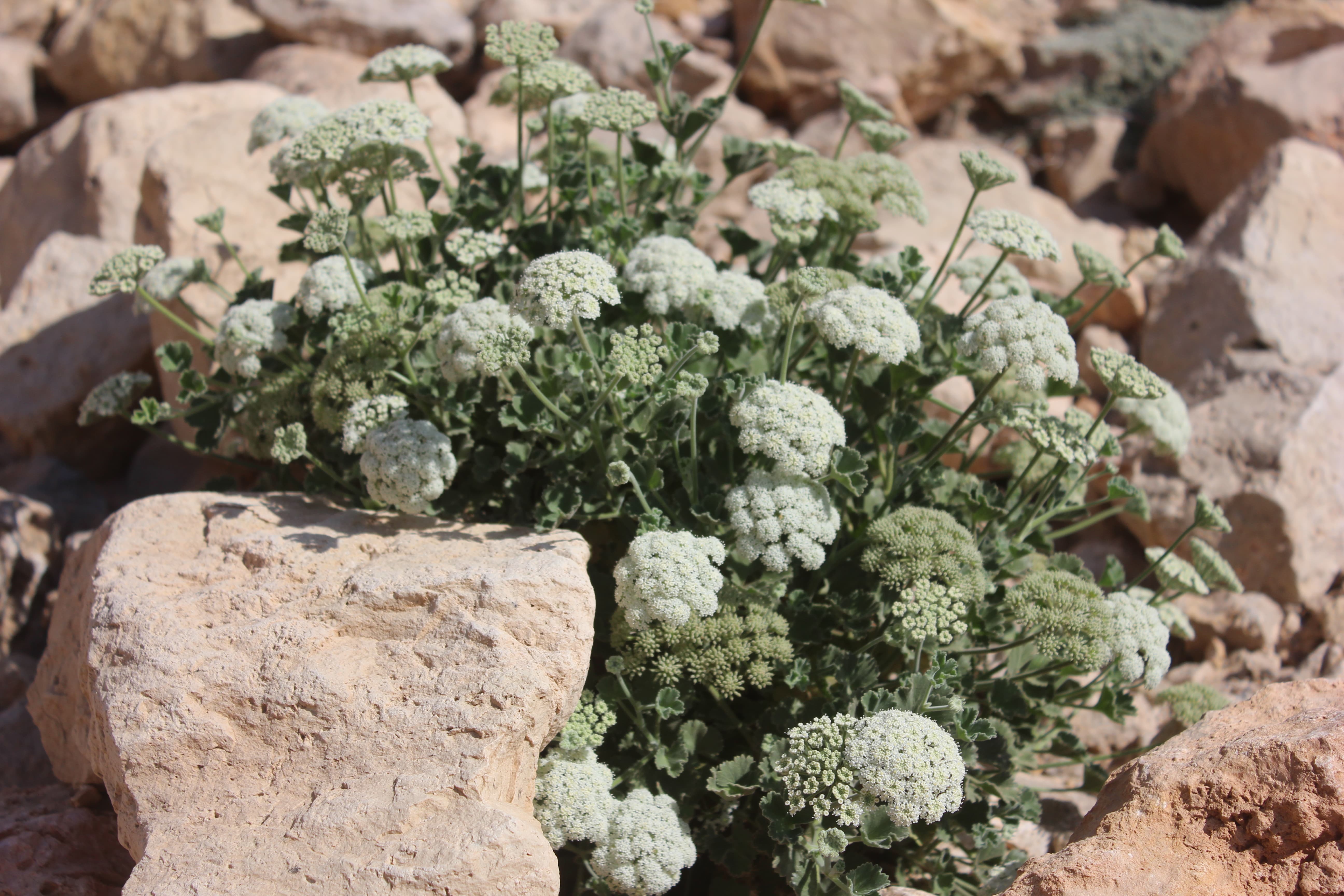 Plant Image